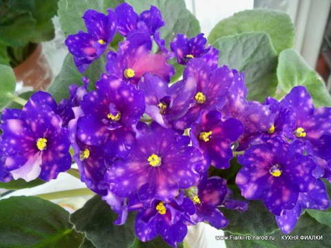 Космическая Легенда